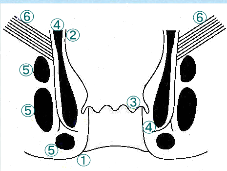 肛門の解剖